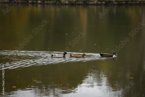 Ducks swimming in lake during autumn