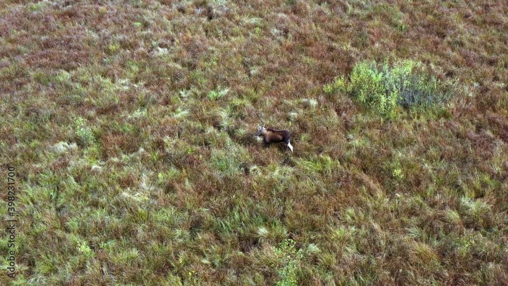 Elk in its natural habitat. Elk walks in the field. Moose are walking along the tundra. Wild animals in a colorful clear field. Bird's eye video. Drone video. Elk in its natural habitat. Elk walks in the field. Moose are walking along the tundra. Wild animals in a colorful clear field. Bird's eye video. Drone video.