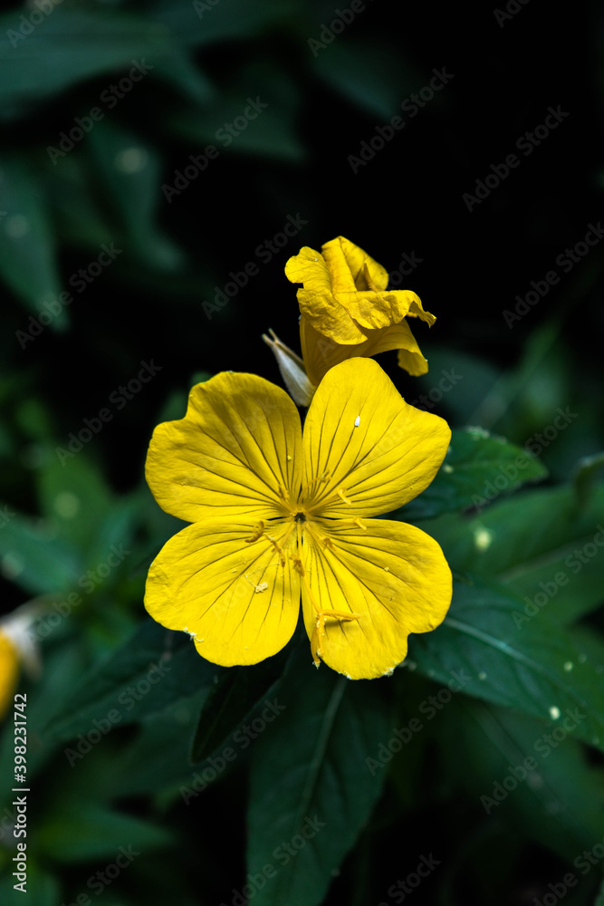 Obraz premium The yellow dramatic beauty