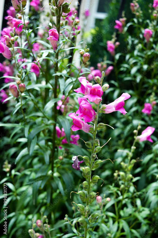 pink flowers in a garden pink flowers in a garden