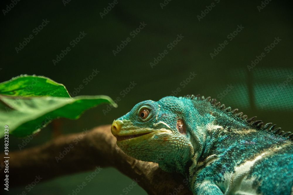 Fototapeta premium Critically endangered Fijian crested iguana