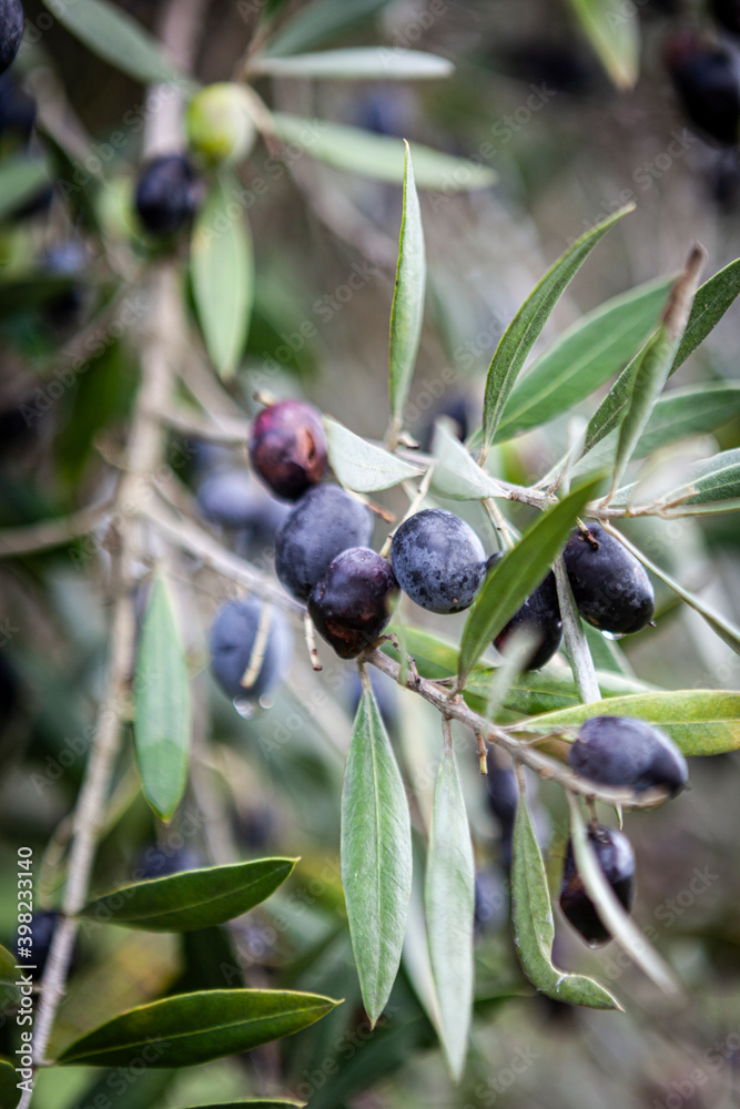 Olives hanging from their branches, on their way to being ripe. Delongo, Tomar, Portugal Olives hanging from their branches, on their way to being ripe. Delongo, Tomar, Portugal