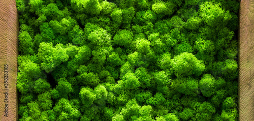 The texture of the moss. backgruond close up interior design. top view close up