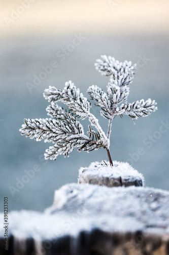 Twig of a fir tree covered in frost and rime sticking in a snow covered trunk