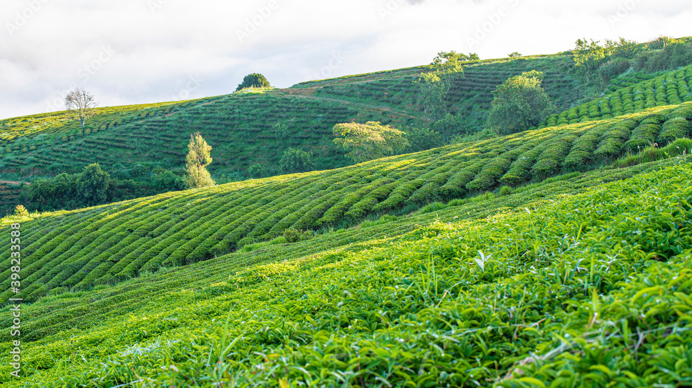 Beautiful highland tea plantations in Cau Dat at Lam Dong province. This is one of the famous tourist attraction at Da Lat, Viet Nam.