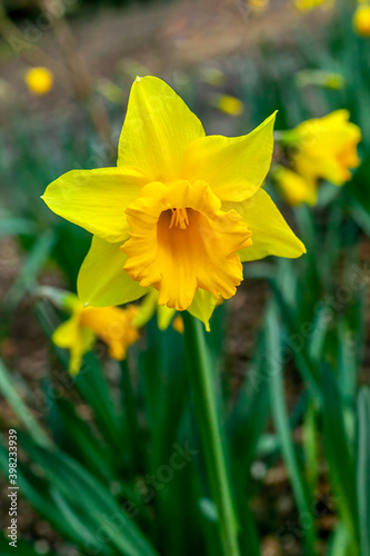 Daffodil (narcissus) 'Cornish Gold' a spring yellow flower bulb plant growing outdoors in a public park during the springtime flowering season, stock photo image