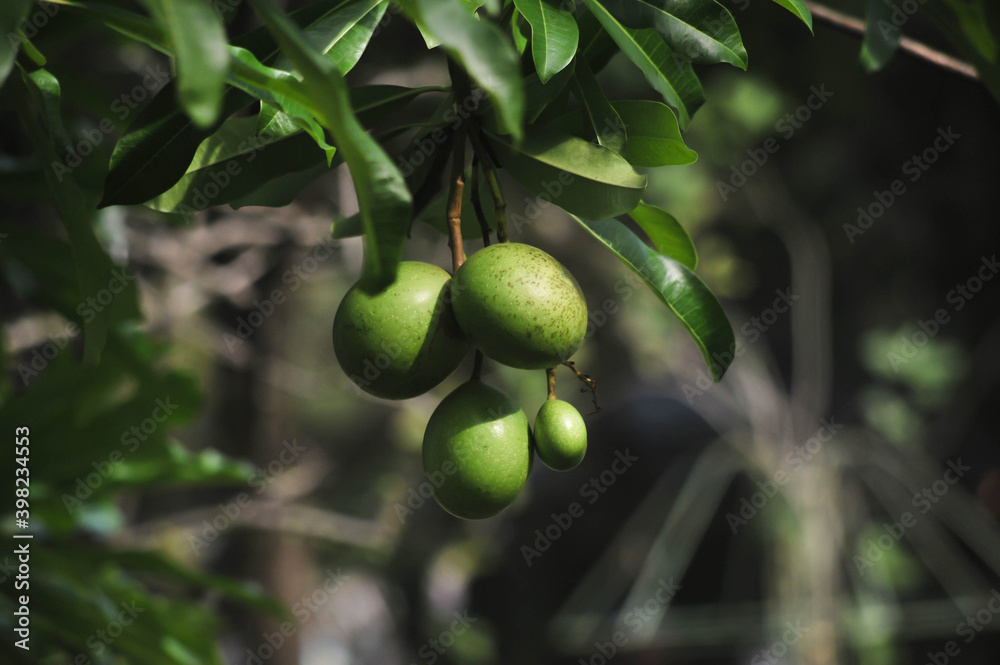 Natural freshness pong pong seed at the tree in King Rama 9 Park in Bangkok Thailand Natural freshness pong pong seed at the tree in King Rama 9 Park in Bangkok Thailand