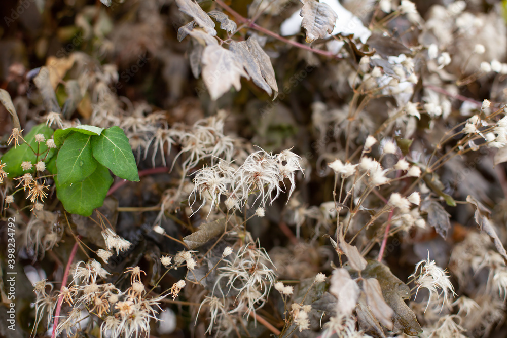 Large horizontal photo. Winter time. Dried leaves with fluffy bots in the snow. Beautiful leaves for herbarium. Loops of dried flowers. Fresh green leaves amid dry brown twigs. Large horizontal photo. Winter time. Dried leaves with fluffy bots in the snow. Beautiful leaves for herbarium. Loops of dried flowers. Fresh green leaves amid dry brown twigs.