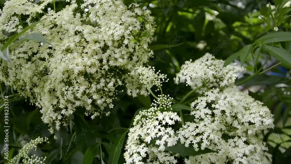White inflorescences of garden flowers close-up in a circle. Ornamental flowering shrubs in the garden. Decorating your garden with green flowering bushes. White inflorescences of garden flowers close-up in a circle. Ornamental flowering shrubs in the garden. Decorating your garden with green flowering bushes.