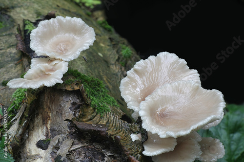 Pleurotus pulmonarius  commonly known as the Indian Oyster  Italian Oyster  Phoenix Mushroom  or the Lung Oyster  wild edible mushroom from Finland