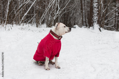 Black and white dog on a walk in the winter white forest in a red sweater.