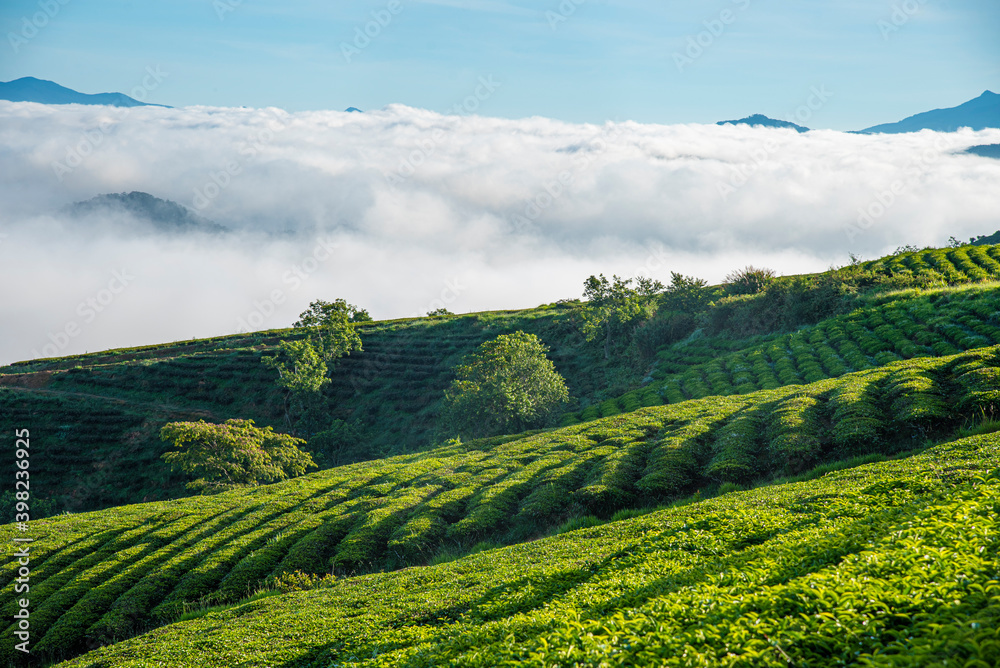 Obraz premium Many houses in in the mist in the morning. Early morning fog and mist burns off over large houses nestled in green rolling hills