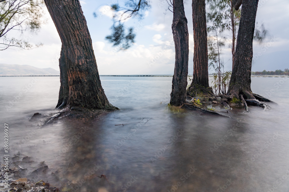 Fototapeta premium tree on the shore