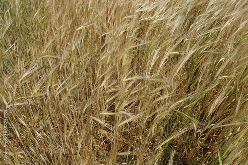 Rye agricultural field. © pavelalexeev