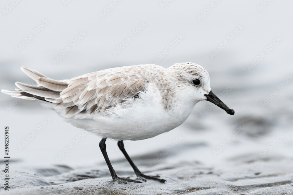Obraz premium ミユビシギ冬羽(Sanderling)