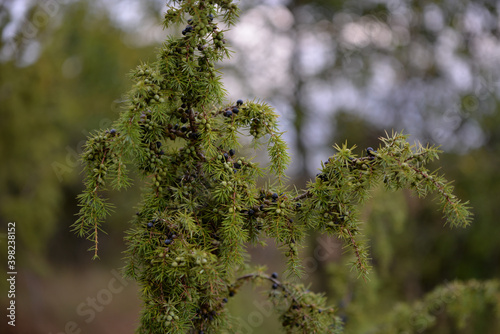 juniper bush with drops of water shining in the sun. natural medicinal plant juniperus communis