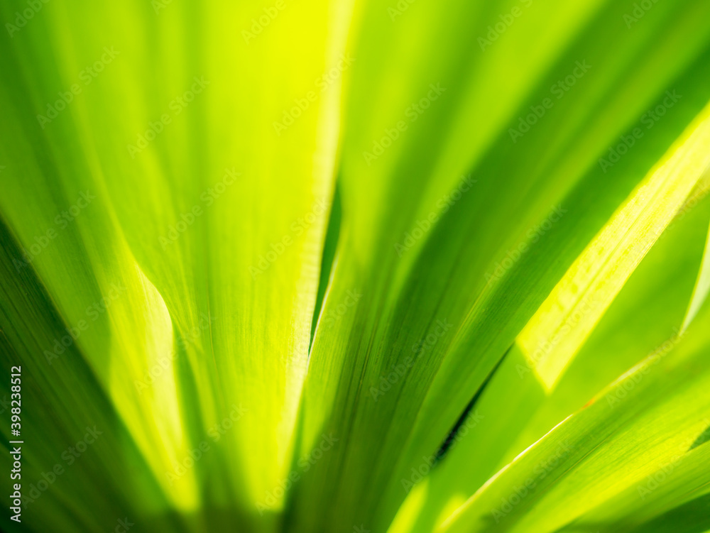 Abstract of The walking iris Leaves Abstract of The walking iris Leaves