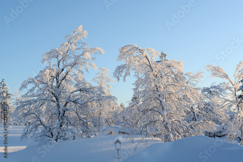 Snowtrees in the mountains