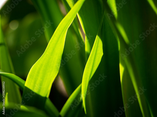 Shape of Fan Iris Leaves in The Vegetable Bed