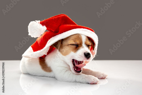 Little young dog with Christmas cap greeting New Year 2021. Cute playful brown white doggy or pet on gray studio background. Concept of holidays, pets love, celebrating. Looks funny. Copyspace. © master1305