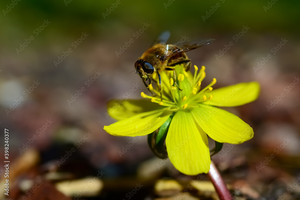 Biene Apis mellifera Bestäubung Knospe Nektar Frühblüher Winterling Eranthis hyemalis Blüte Winter Garten Nahaufnahme Makro Insekt gelb Blütenblätter Pollen klein Fokus Garten
Biene Apis mellifera Bestäubung Knospe Nektar Frühblüher Winterling Eranthis hyemalis Blüte Winter Garten Nahaufnahme Makro Insekt gelb Blütenblätter Pollen klein Fokus Garten