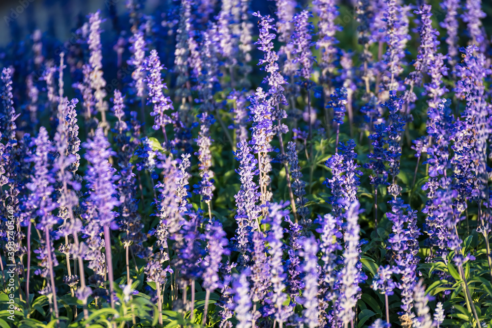 Obraz premium Close-up Of Purple Flowering Plants On Field