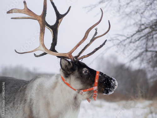 Reindeers in natural environment in the snow