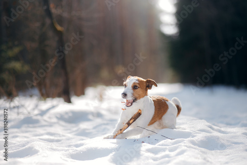 Fototapeta Naklejka Na Ścianę i Meble -  dog in winter plays with a stick. jack russell terrier in nature at snow