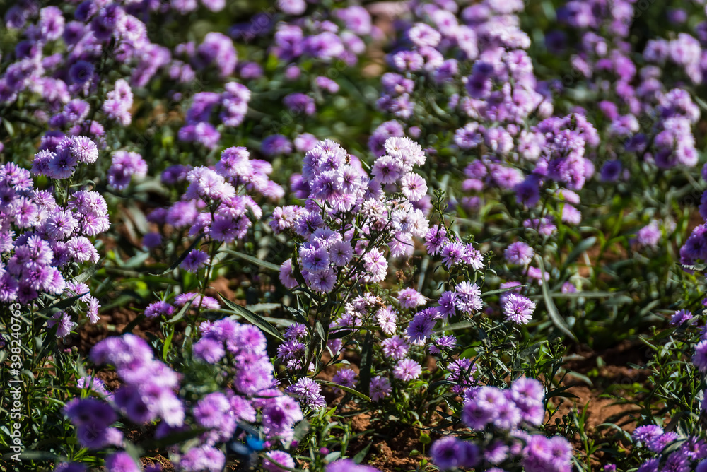 Close-up Of Purple Flowering Plants On Field Close-up Of Purple Flowering Plants On Field