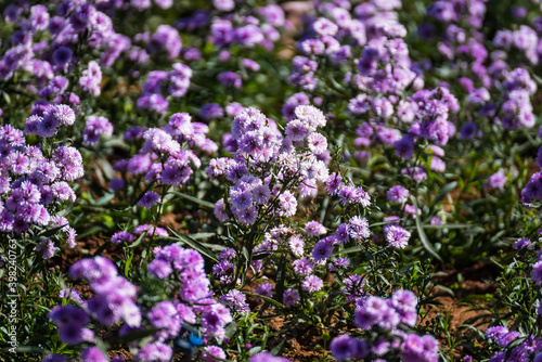 Close-up Of Purple Flowering Plants On Field