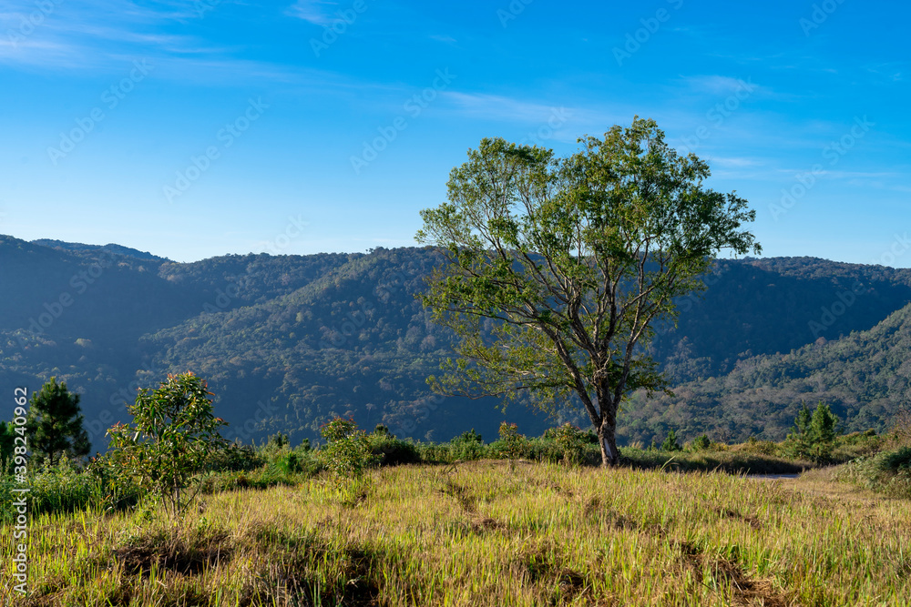 growing green leaf tree on grass field hill with blue sky at Phu Lom Lo, Thailand