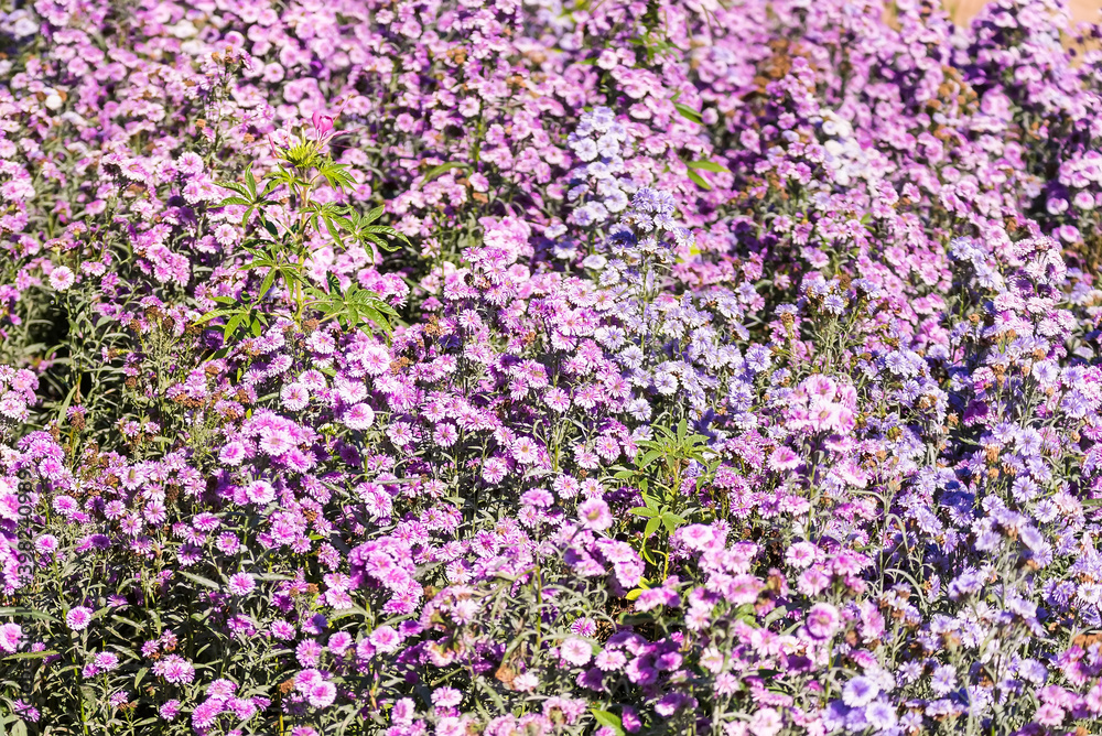 Obraz premium Close-up Of Purple Flowering Plants On Field