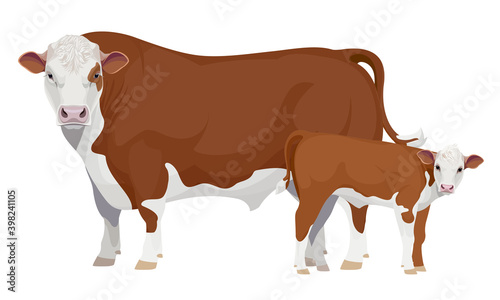 Farm animal - Bull with Calf. Hereford - The Best Beef Cattle Breeds. Vector Illustration.