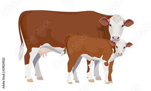 Farm animal - Cow with Calf. Hereford - The Best Beef Cattle Breeds. Vector Illustration.