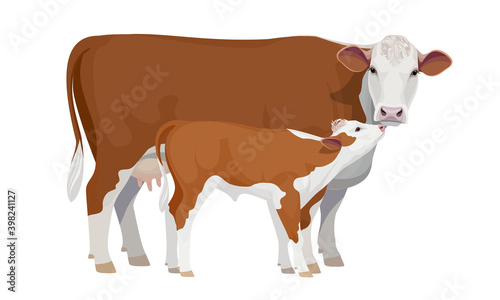 Farm animal - Cow with Calf. Hereford - The Best Beef Cattle Breeds. Vector Illustration.