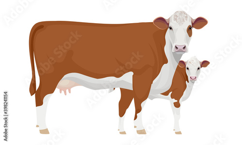 Farm animal - Cow with Calf. Hereford - The Best Beef Cattle Breeds. Vector Illustration.
