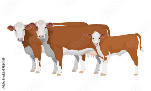 Farm animal - Cow with Calf. Hereford - The Best Beef Cattle Breeds. Vector Illustration.