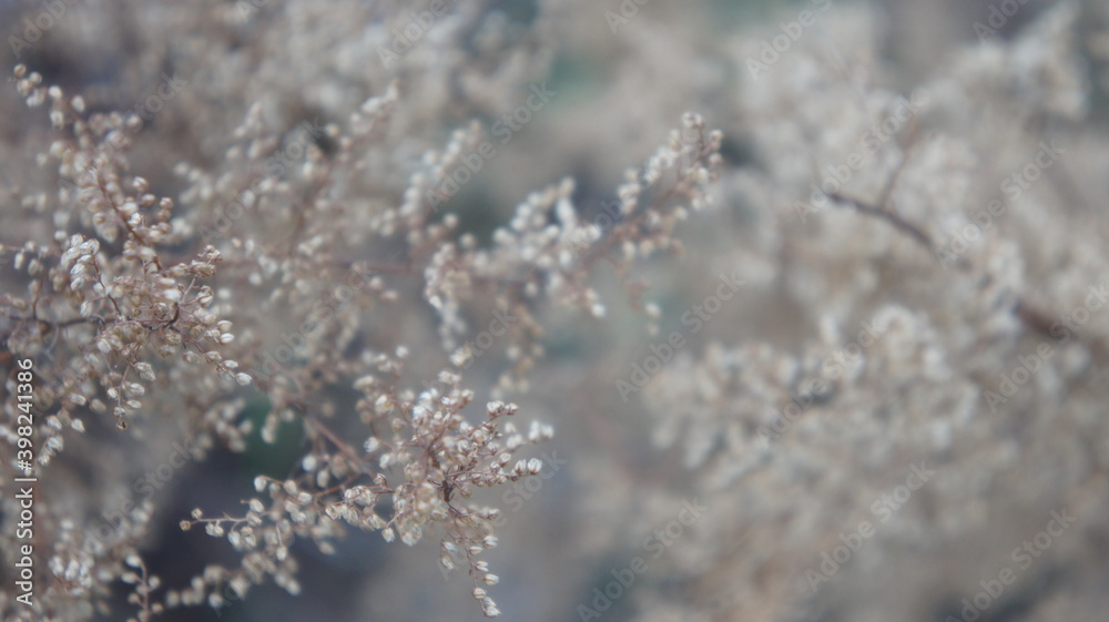 frozen plant, plant in winter