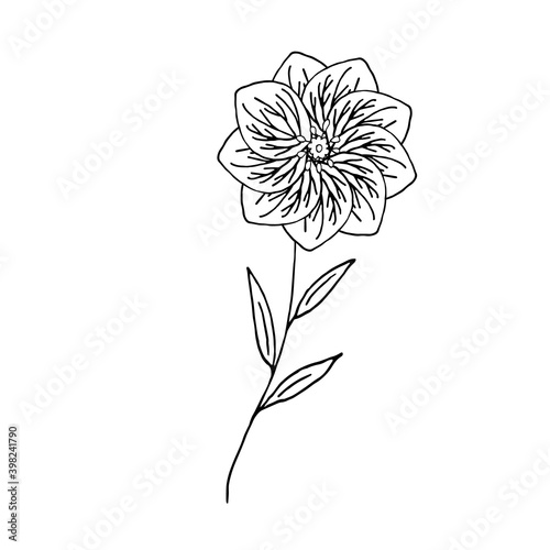 Wild flower in doodle style on a white background. Vector illustration. Hand drawing.