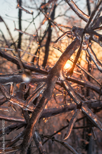 tree branches covered with ice during dawn in winter