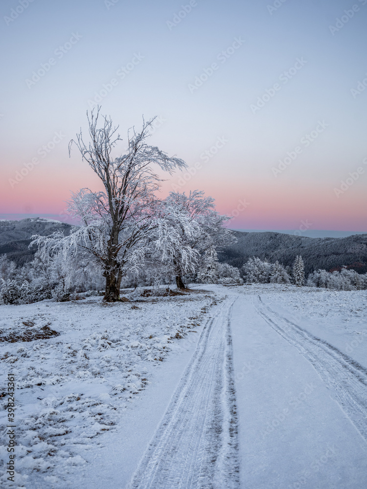 Winter landscape - frosty trees in snowy forest in the sunny evening. Tranquil  nature at sunset.