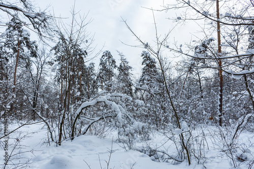 Snow-covered trees in the forest. Winter natural background. The tree bent under the weight of snowdrifts. Walk through the winter Park. Overcast gray cold day. Impenetrable thicket of the forest.