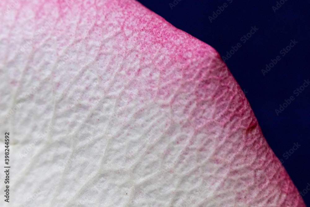 Fototapeta premium Macro mode. Rose petals close-up. The structure and texture of the petal in detail.
