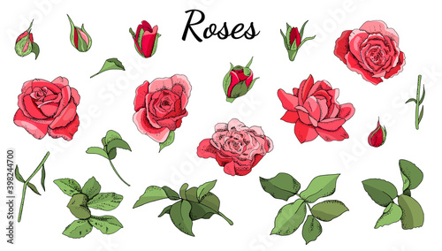 Set of roses and leaves isolated on white background.