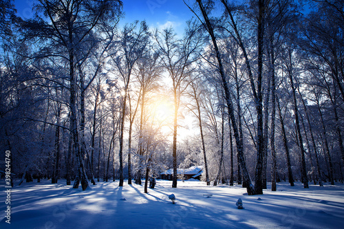 Winter Nature Landscape