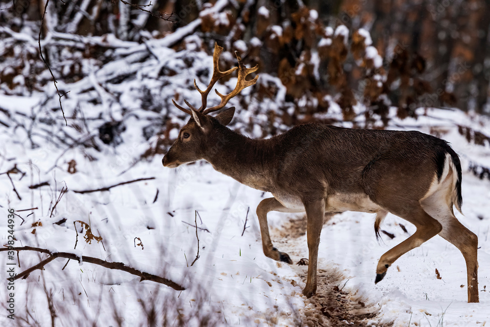 Fototapeta premium Fallow deer buck (Dama dama)in winter season.