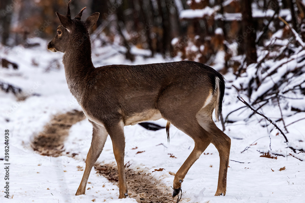 Fototapeta premium Fallow deer buck (Dama dama)in winter season.