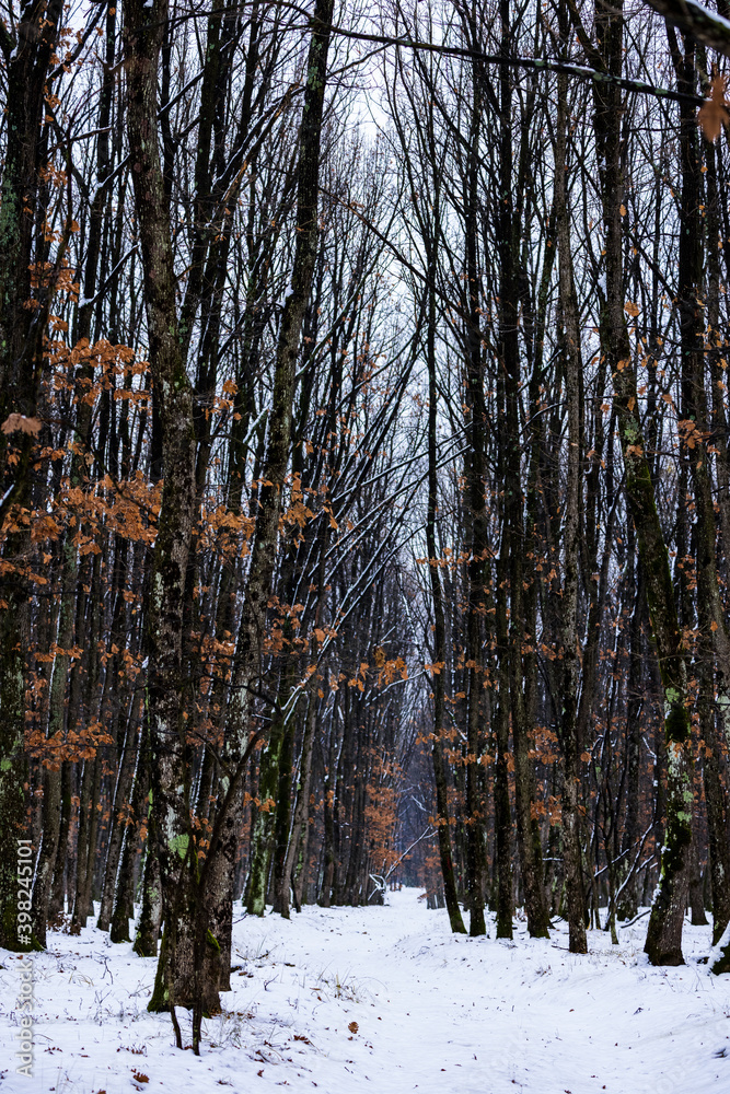 Fototapeta premium A beautiful forest in winter season on a cloudy day