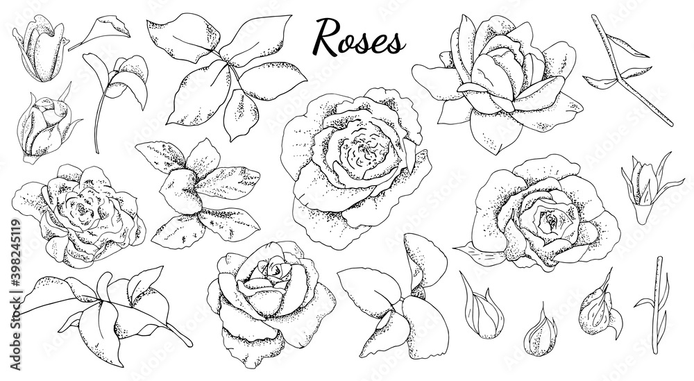 Set of roses and leaves isolated. Black and white. Set of roses and leaves isolated. Black and white.