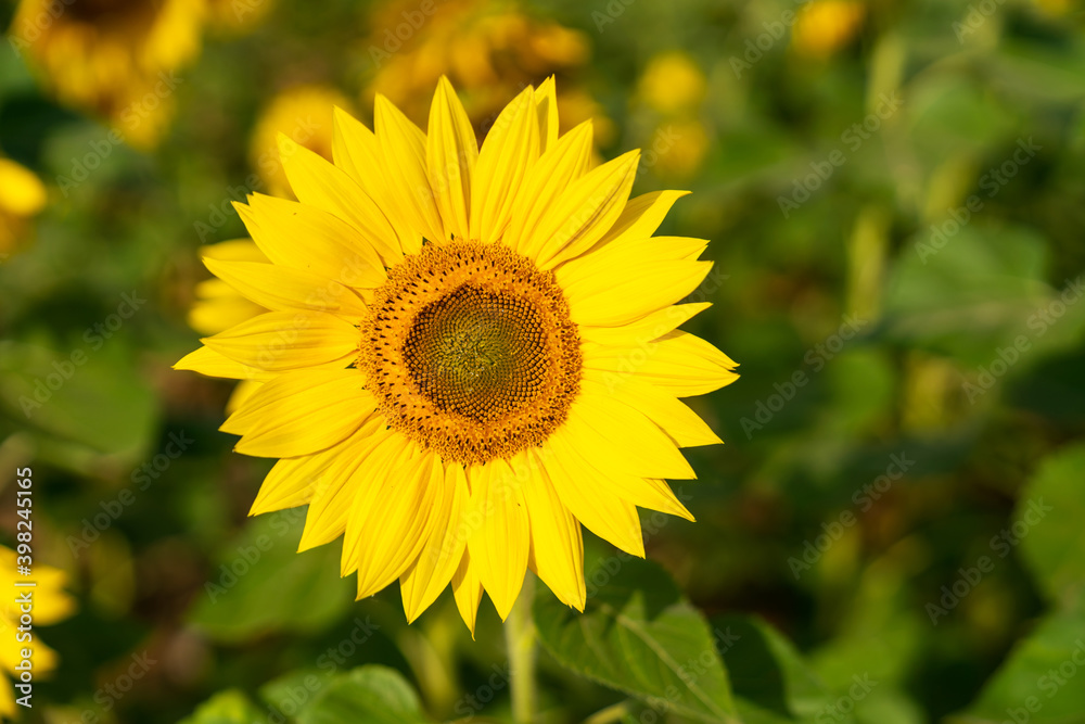 Yellow sunflower in the sunset light. Close-up. Sunflower, close-up. Yellow big flower. Yellow sunflower in the sunset light. Close-up. Sunflower, close-up. Yellow big flower.
